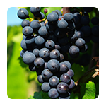 Lozni cijepovi stolne sorte crne