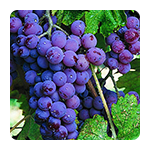 Lozni cijepovi vinske sorte crne