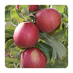 Voćne sadnice jabuka