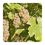 Lozni cijepovi vinske sorte otporne na gljivične bolesti