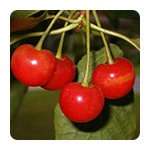 Voćne sadnice trešnje