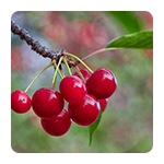 Voćne sadnice višnje